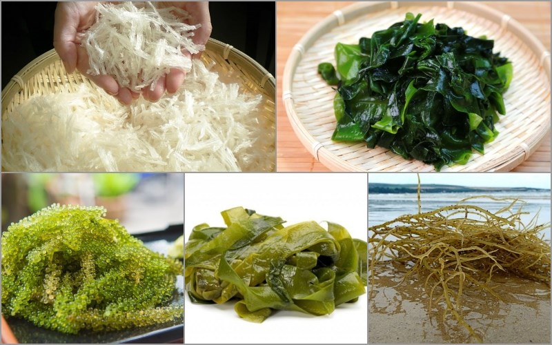 Các loại rong biển ở Việt Nam