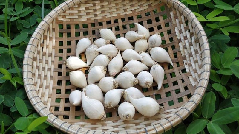 Tỏi cô đơn Lý Sơn