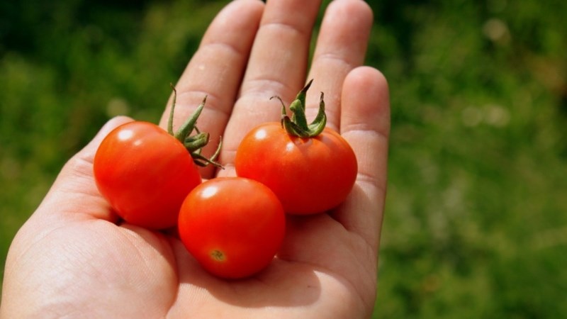Giá cà chua bi bao nhiêu, mua ở đâu?
