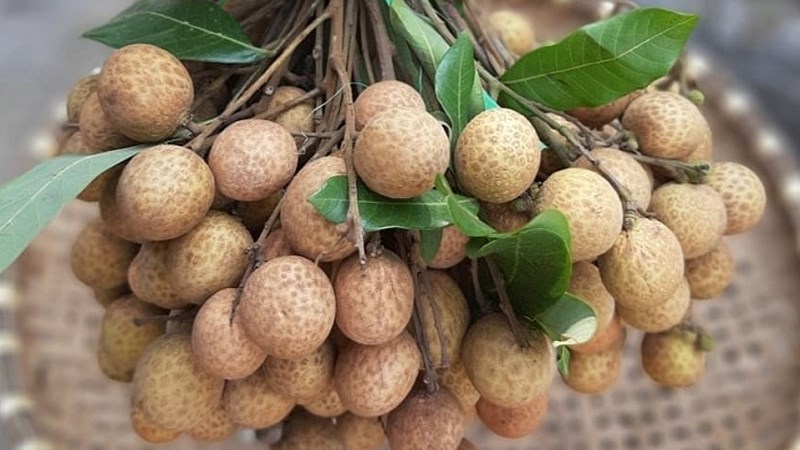 Nhãn lồng