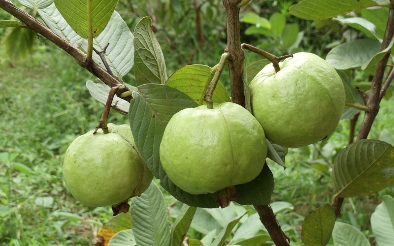 Ổi Đăk Glong