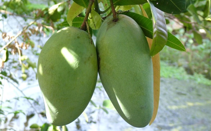 Xoài Đăk Gằn