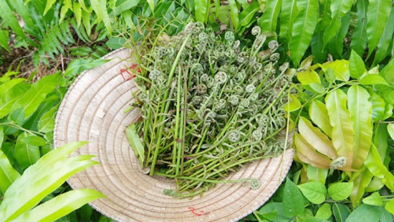 Đọt choại 