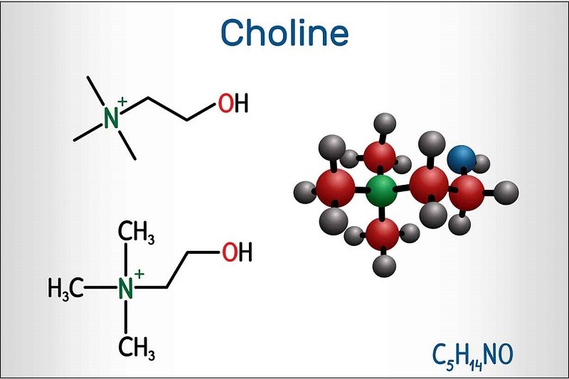 Choline là gì?