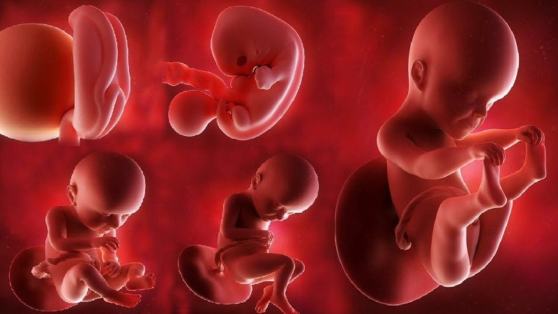 Lợi ích DHA với thai nhi