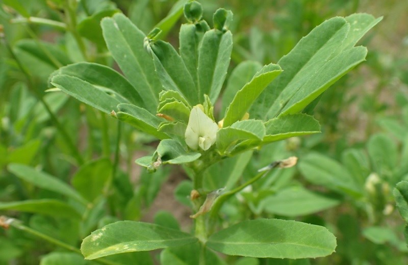 Hạt cỏ cà ri - fenugreek seed là gì?