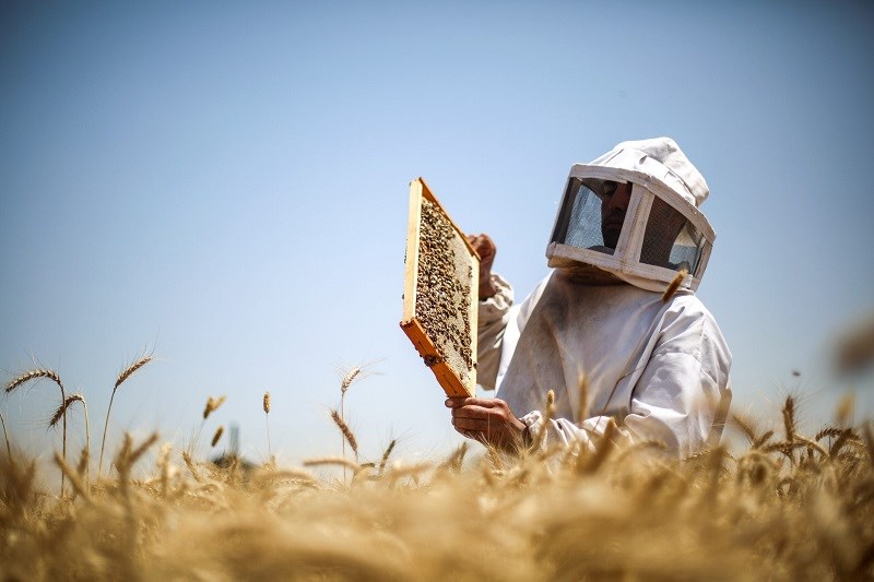 Mật ong manuka l&agrave; g&igrave;?