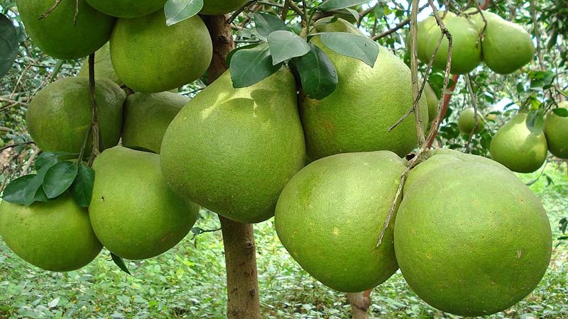 Bưởi Tân Triều - Bưởi đường lá cam
