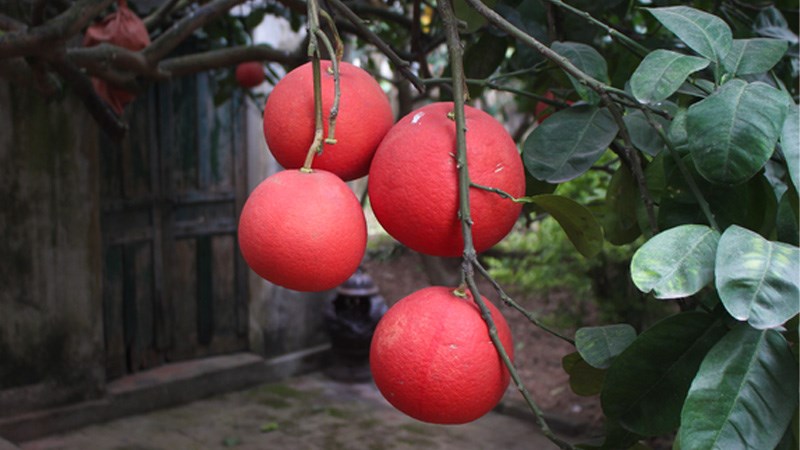 Bưởi đỏ Luận Văn