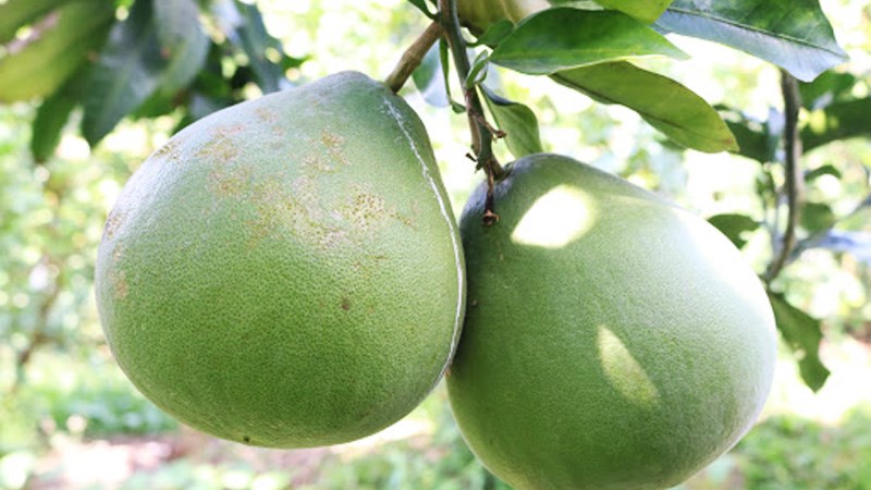 Bưởi lông cổ cò