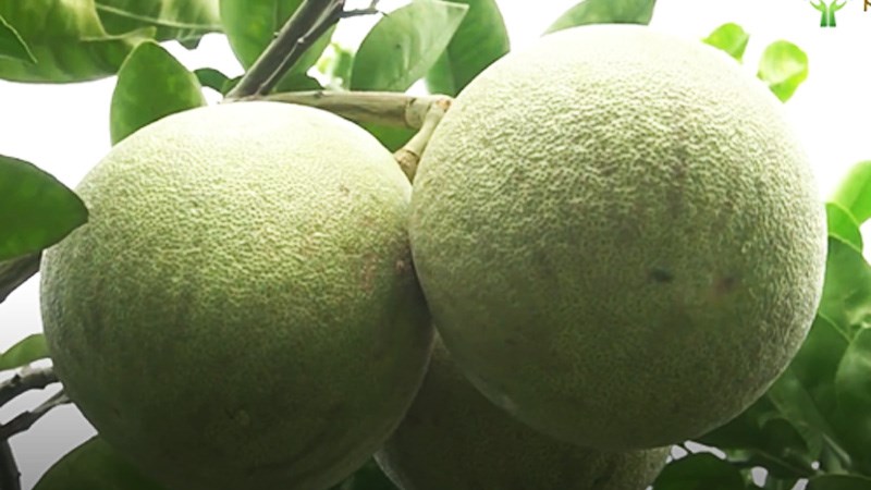 Bưởi Múc