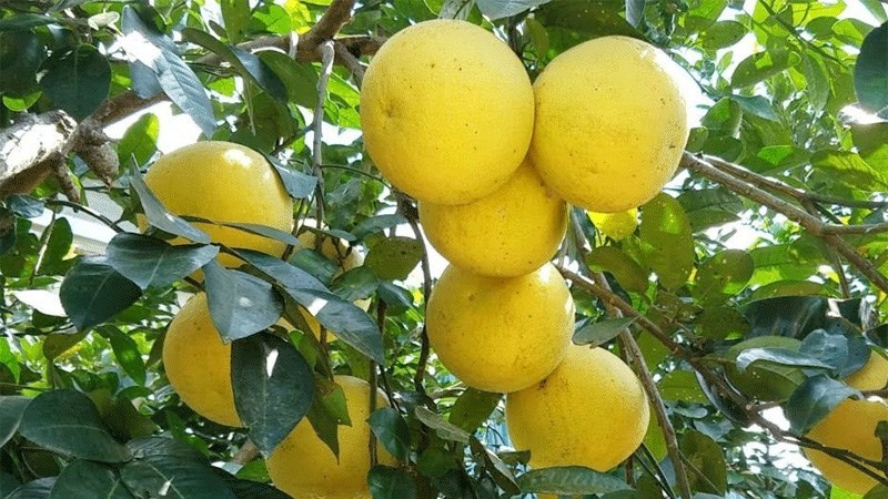 Bưởi Phúc Trạch