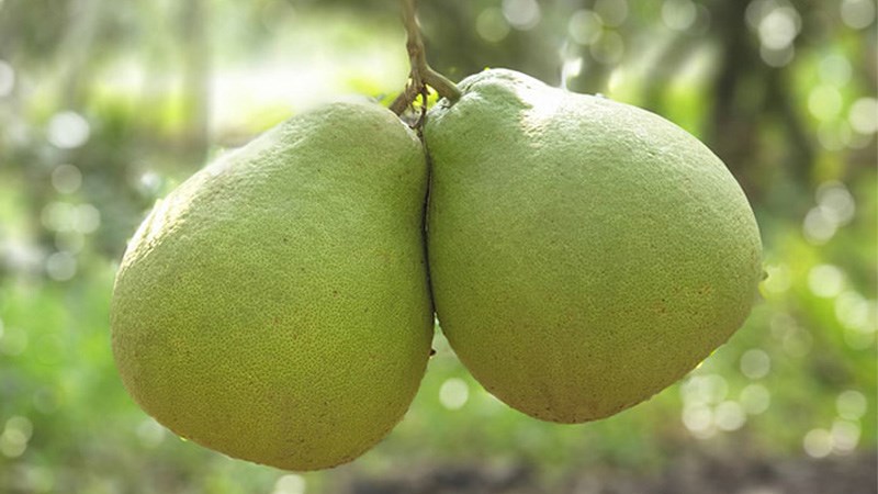 Bưởi ổi