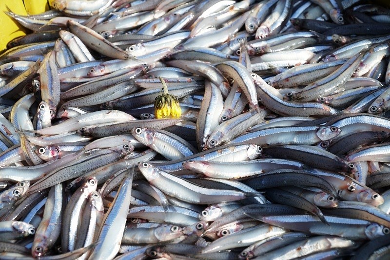 Cá cơm giàu chất sắt
