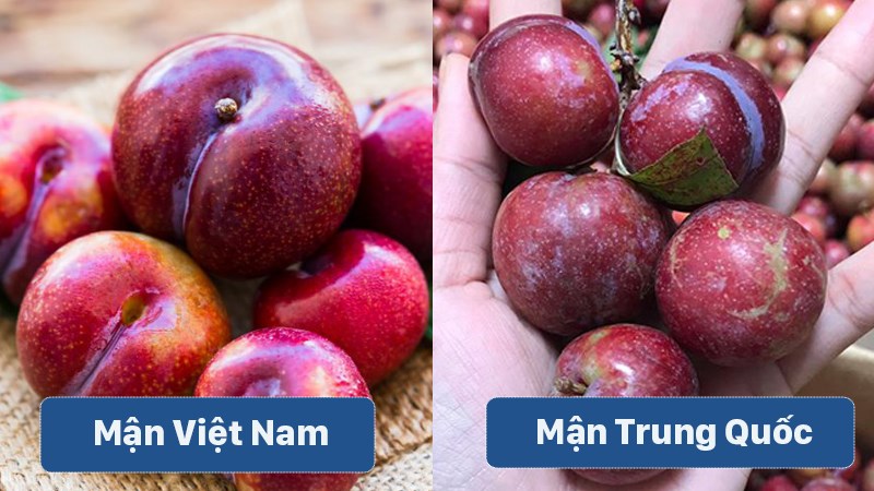 Phân biệt mận Việt Nam và mận Trung Quốc