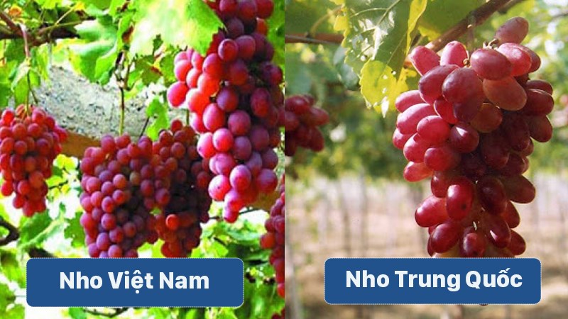 Phân biệt nho Việt Nam và nho Trung Quốc