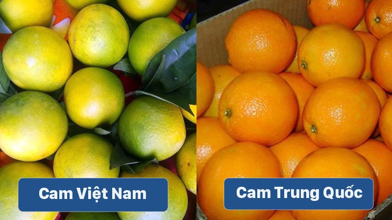 Phân biệt cam Việt Nam và cam Trung Quốc