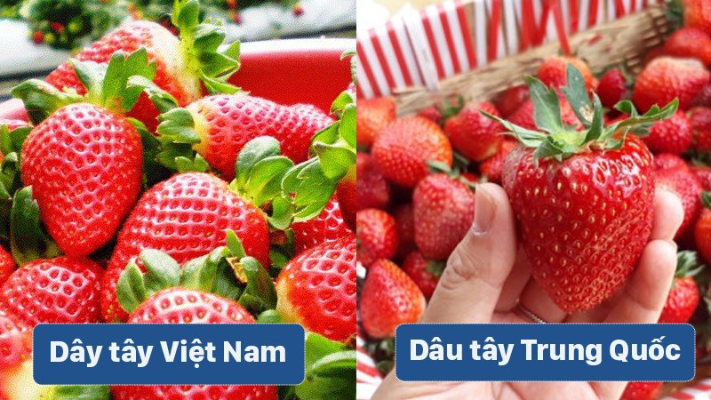 Phân biệt dâu tâu Việt Nam và dâu tây Trung Quốc