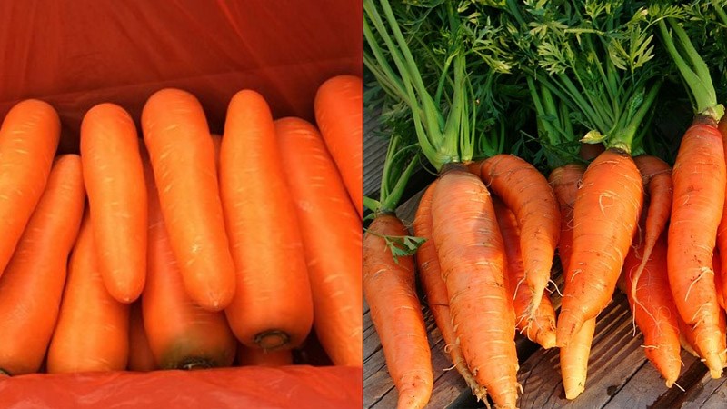 Cà rốt Trung Quốc và cà rốt Việt Nam