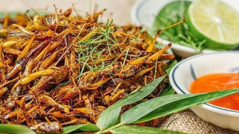 Côn trùng Tây Bắc