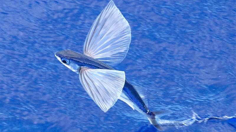 C&aacute; chuồn l&agrave; c&aacute; nước g&igrave;? 