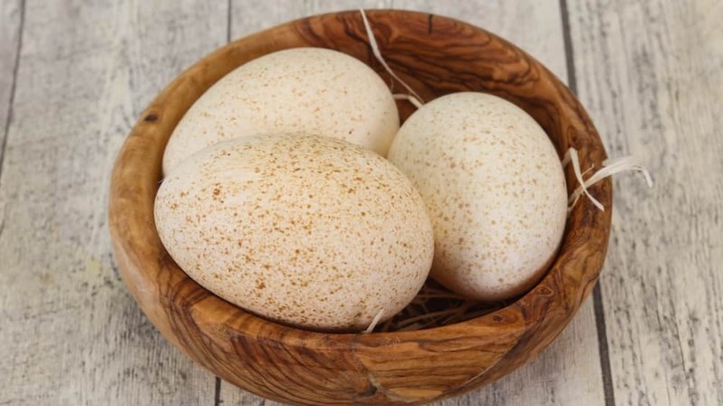 Trứng gà tây