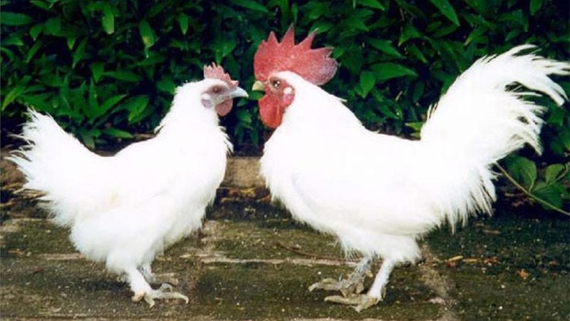 Giống gà Ác