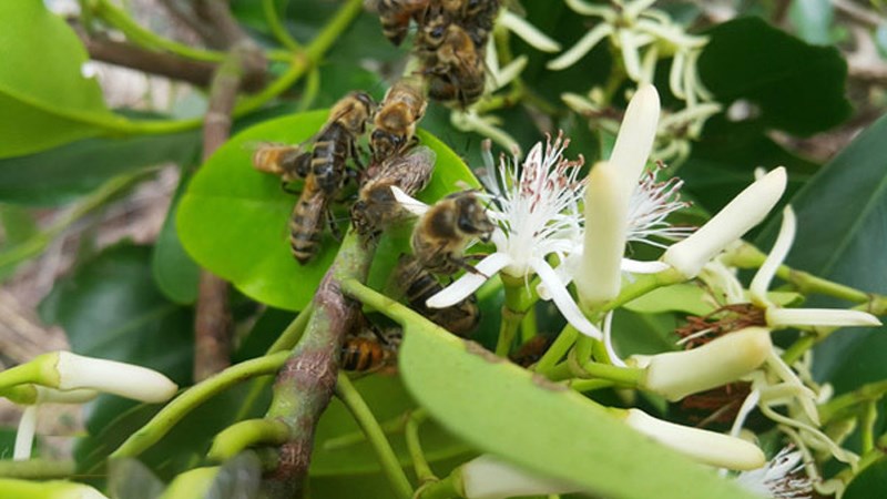 Mật ong hoa sú vẹt