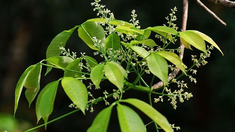 Mật ong hoa cao su