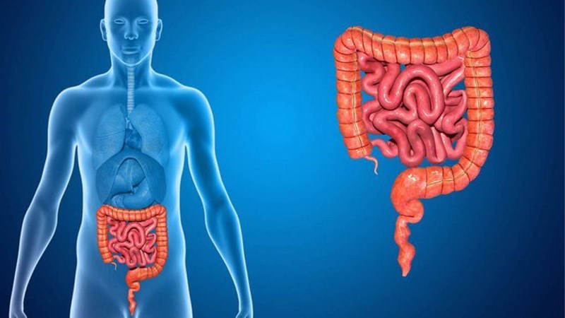 Quả nhỏ thân gỗ giúp phòng ngừa vấn đề về đường tiêu hóa