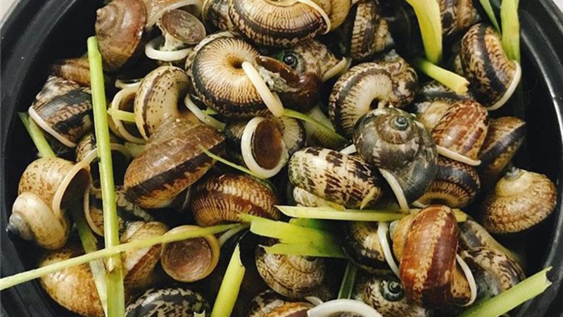 Ốc đá Suối Bàng