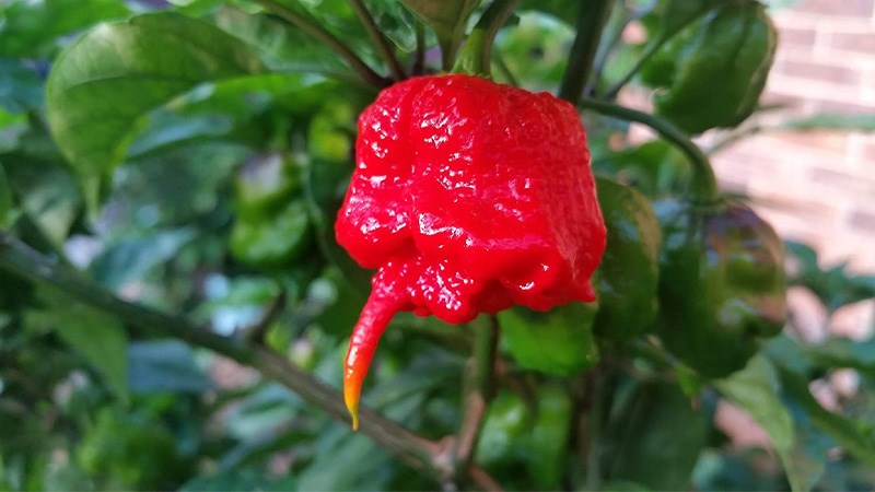 Ớt 7 Pot Primo