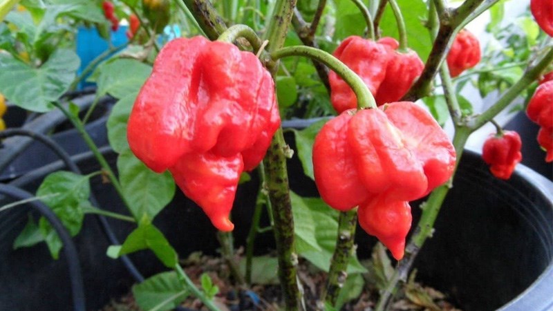 Ớt Trinidad Scorpion Butch T