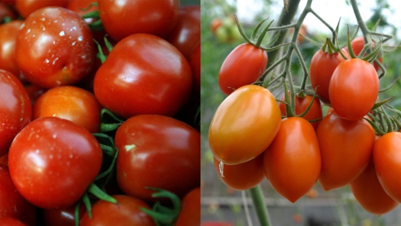 Phân biệt cà chua Trung Quốc và cà chua Việt Nam 