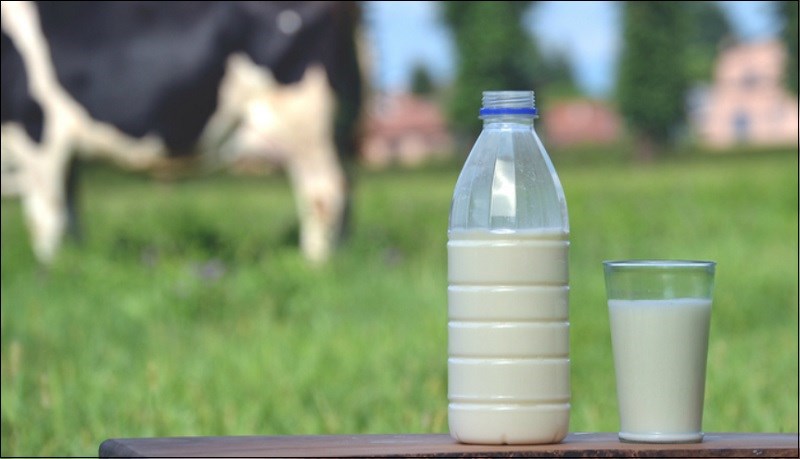 Ưu điểm và nhược điểm của sữa bò