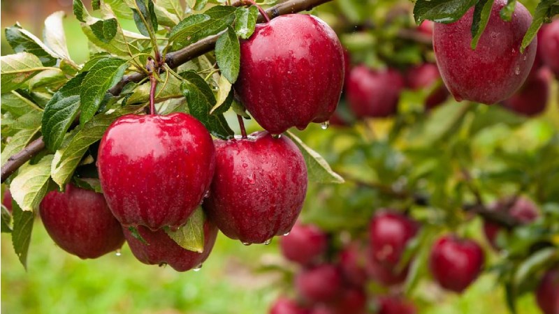 Táo Red Delicious