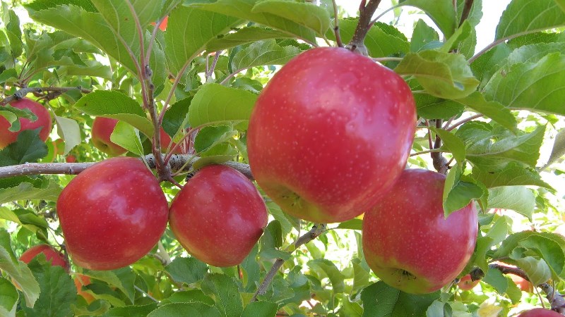 Táo Cripps Pink