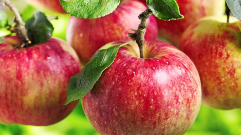 Táo Honeycrisp