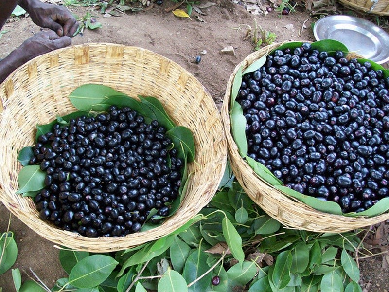 Trái trâm bán ở đâu?