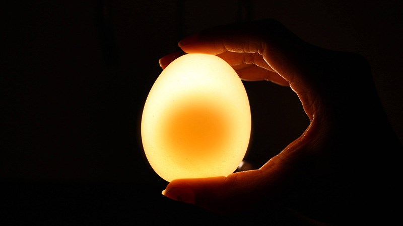 Soi trứng dưới ánh đèn