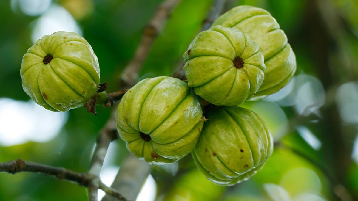 Quả bứa là gì, tác dụng, cách dùng, nơi bán