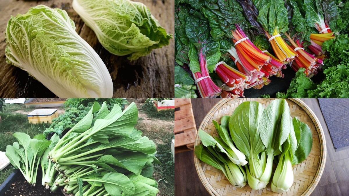 Tổng hợp các loại rau cải phổ biến giúp hội chị em đảm đang tự tin vào