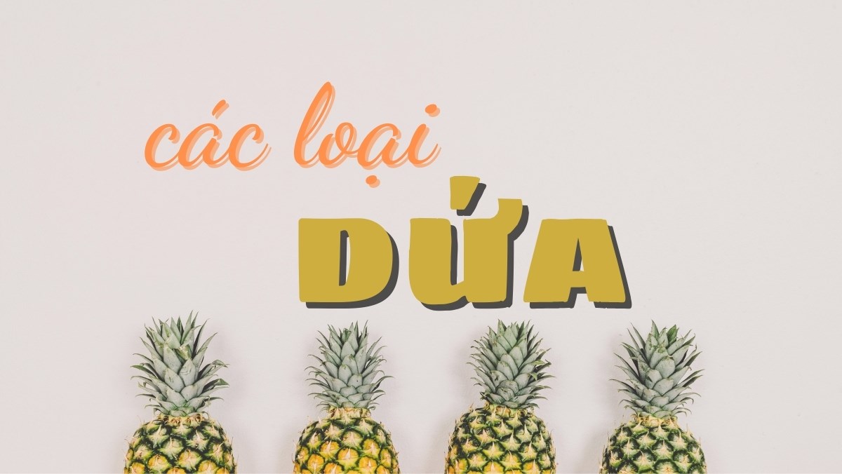 Tổng hợp các loại dứa