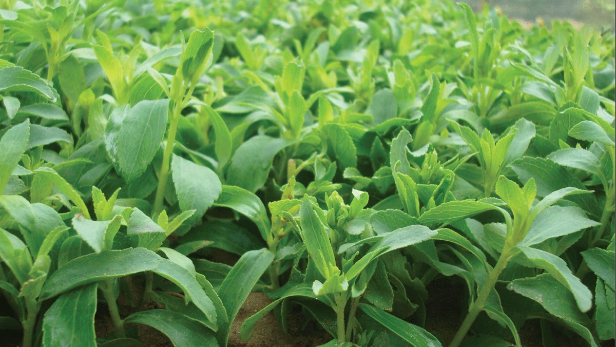 Tác dụng của cây cỏ ngọt