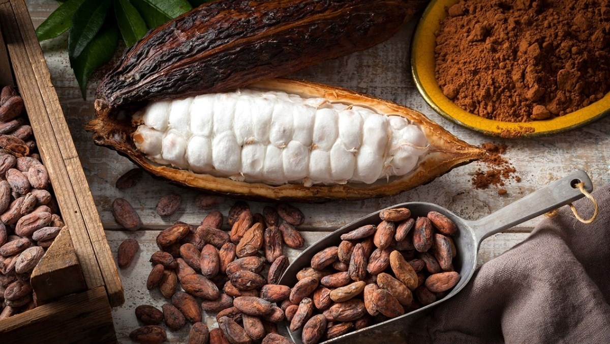 Hạt ca cao có tác dụng gì? Nguồn gốc, cách dùng, nơi mua