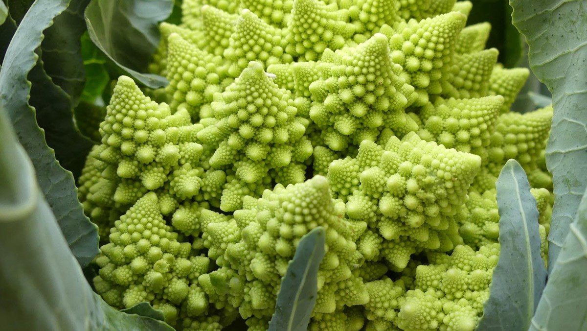 Tác dụng của Romanesco broccoli - Súp lơ san hô