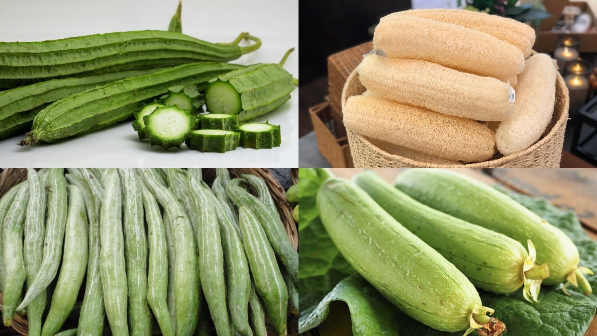 Các giống mướp ở Việt Nam