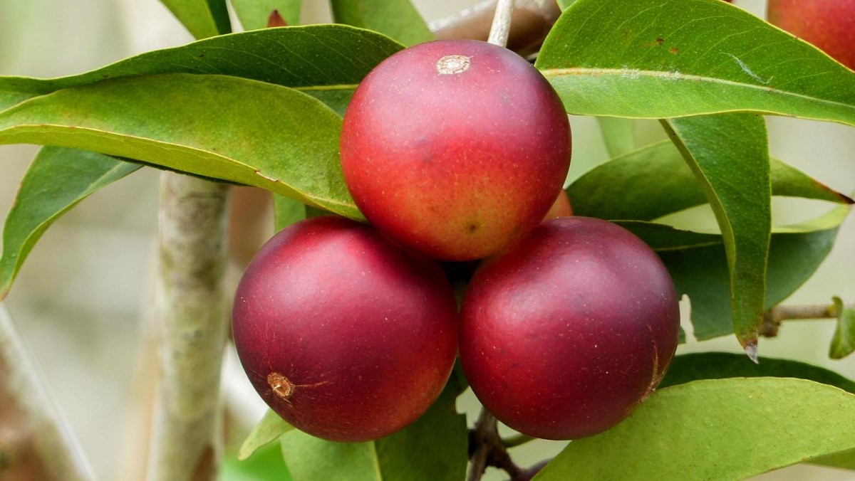 Quả camu camu là gì, tác dụng, nơi mua