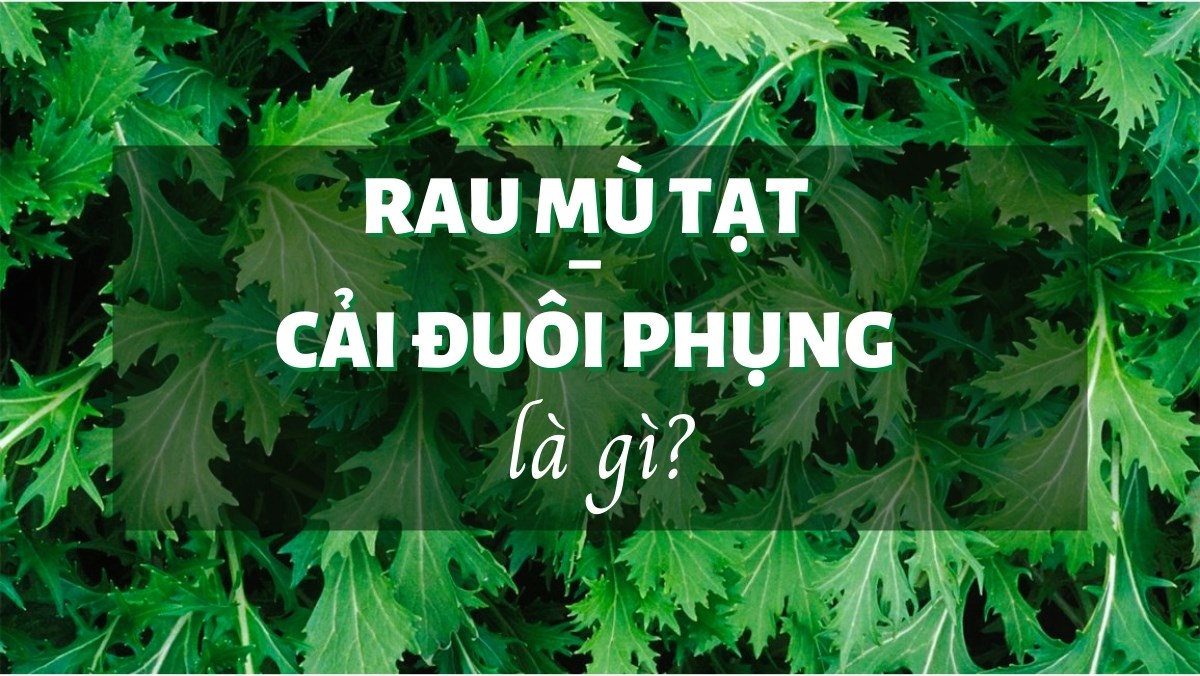 Rau mù tạt - Cải đuôi phụng là gì, tác dụng và cách chế biến