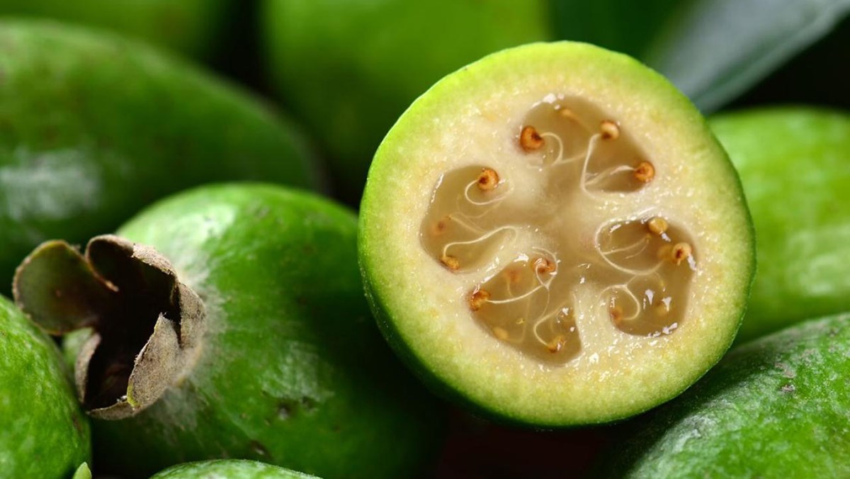 Ổi dứa - Feijoa là quả gì? Tác dụng và nơi mua